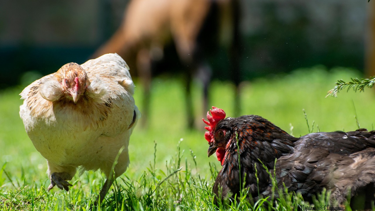 Photo of Outdoor in La Couture Boussey