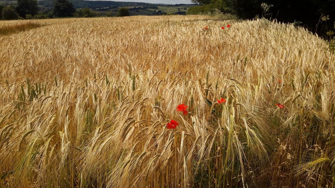 Photo of Outdoor in Whichford
