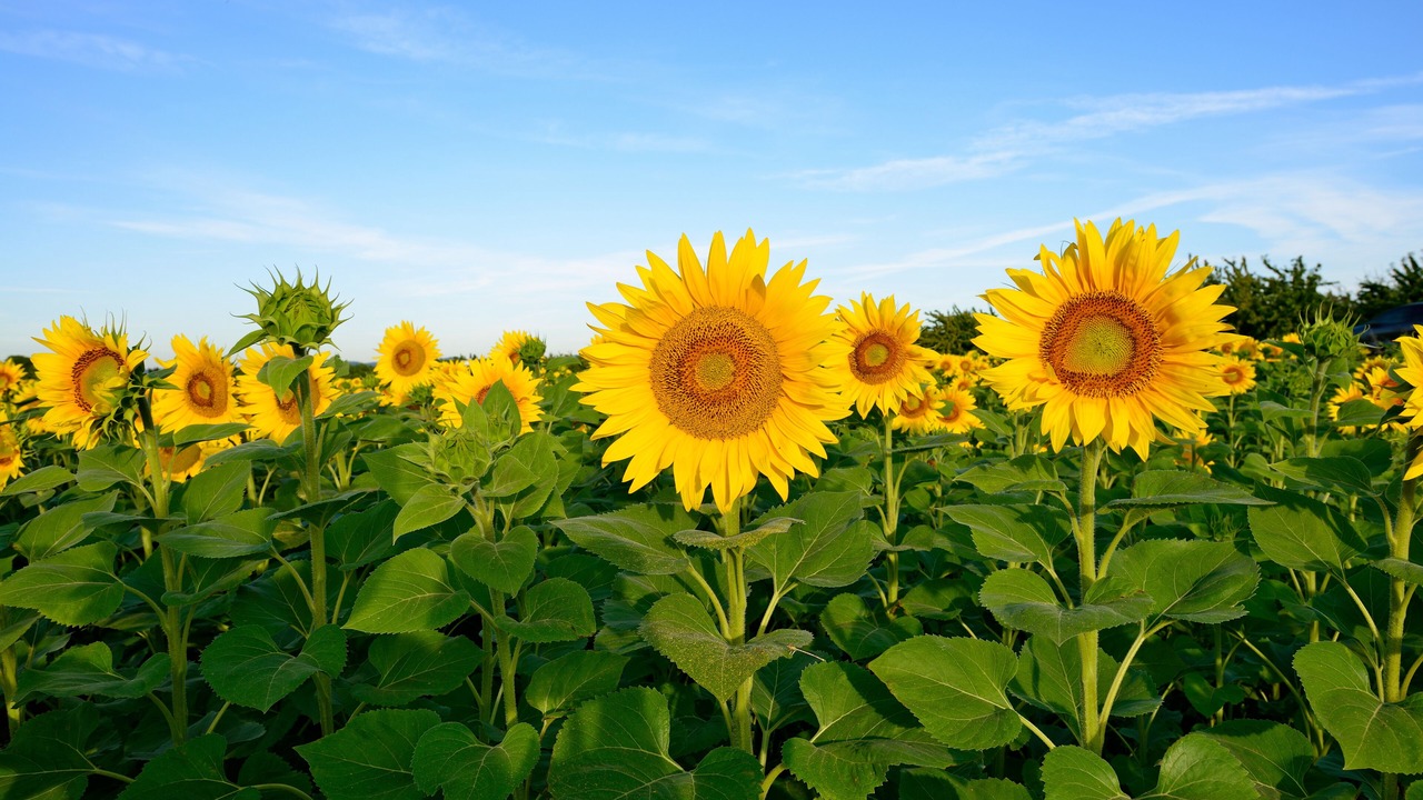 Photo of Outdoor in Bollene