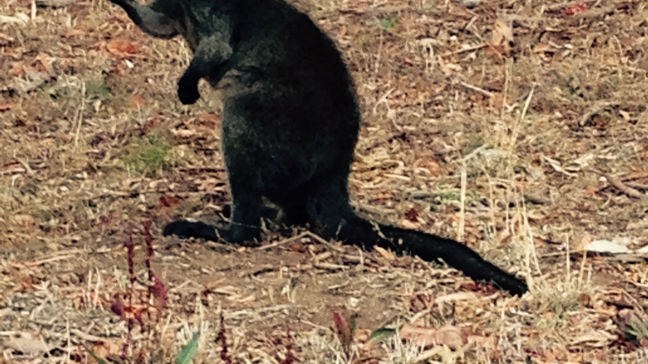 Photo of Outdoor in Wedderburn