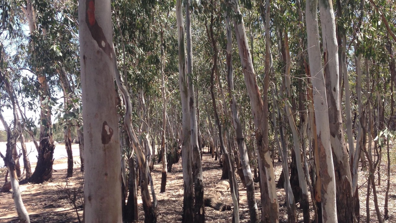 Photo of Outdoor in Wedderburn