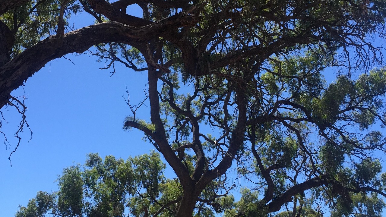 Photo of Outdoor in Wedderburn