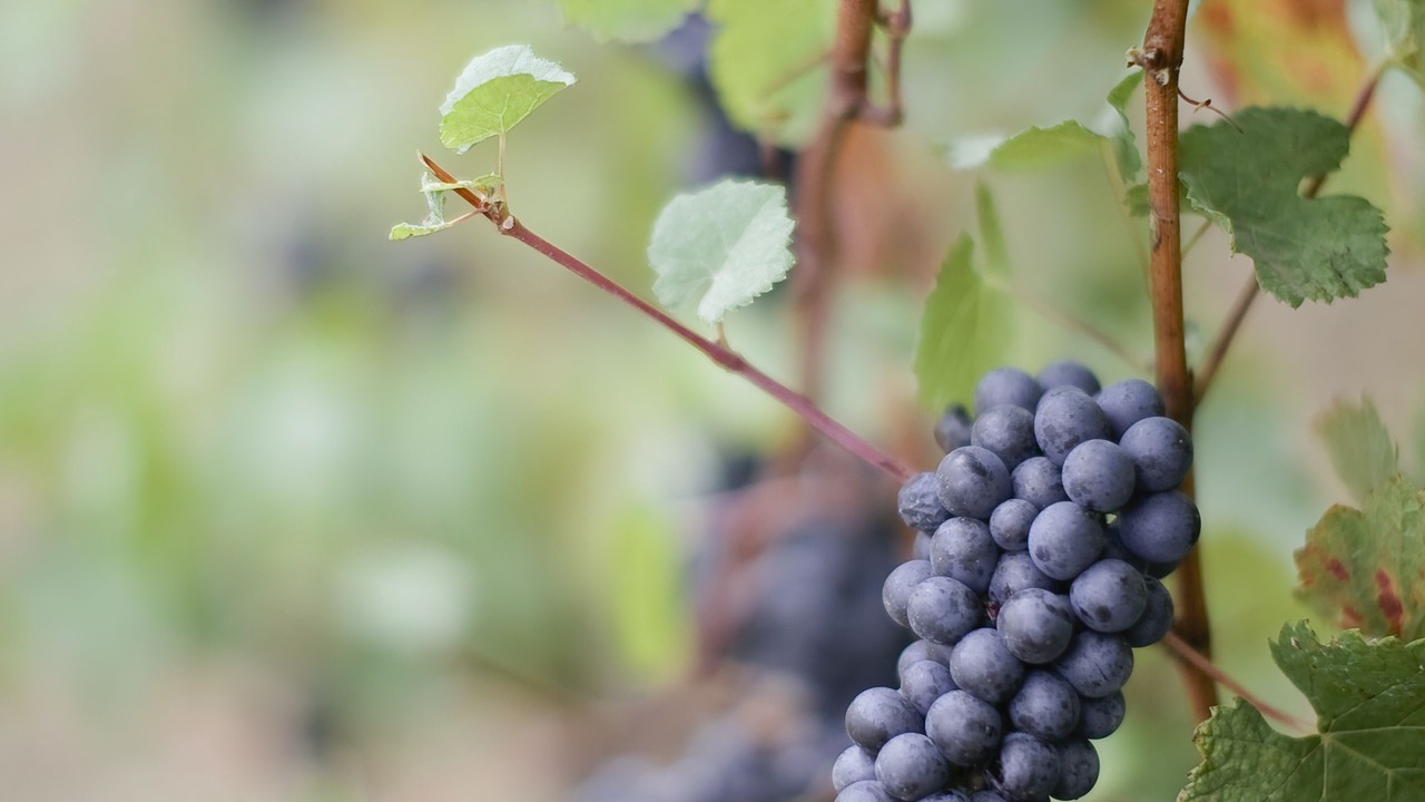 Photo of Outdoor in McMinnville