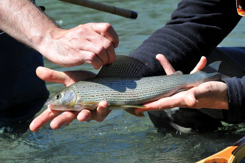 Photo of Others in Susmiou