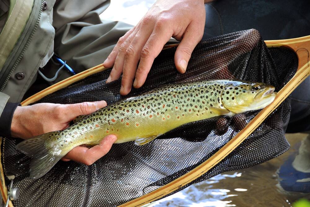 Photo of Others in Susmiou