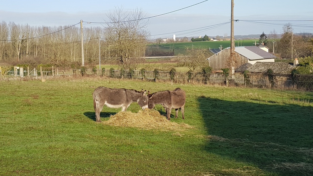 Photo of Outdoor in Chateau-la-Valliere