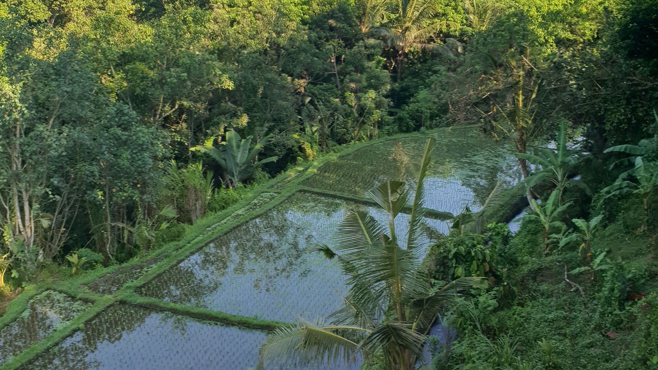 Photo of Others in Tabanan