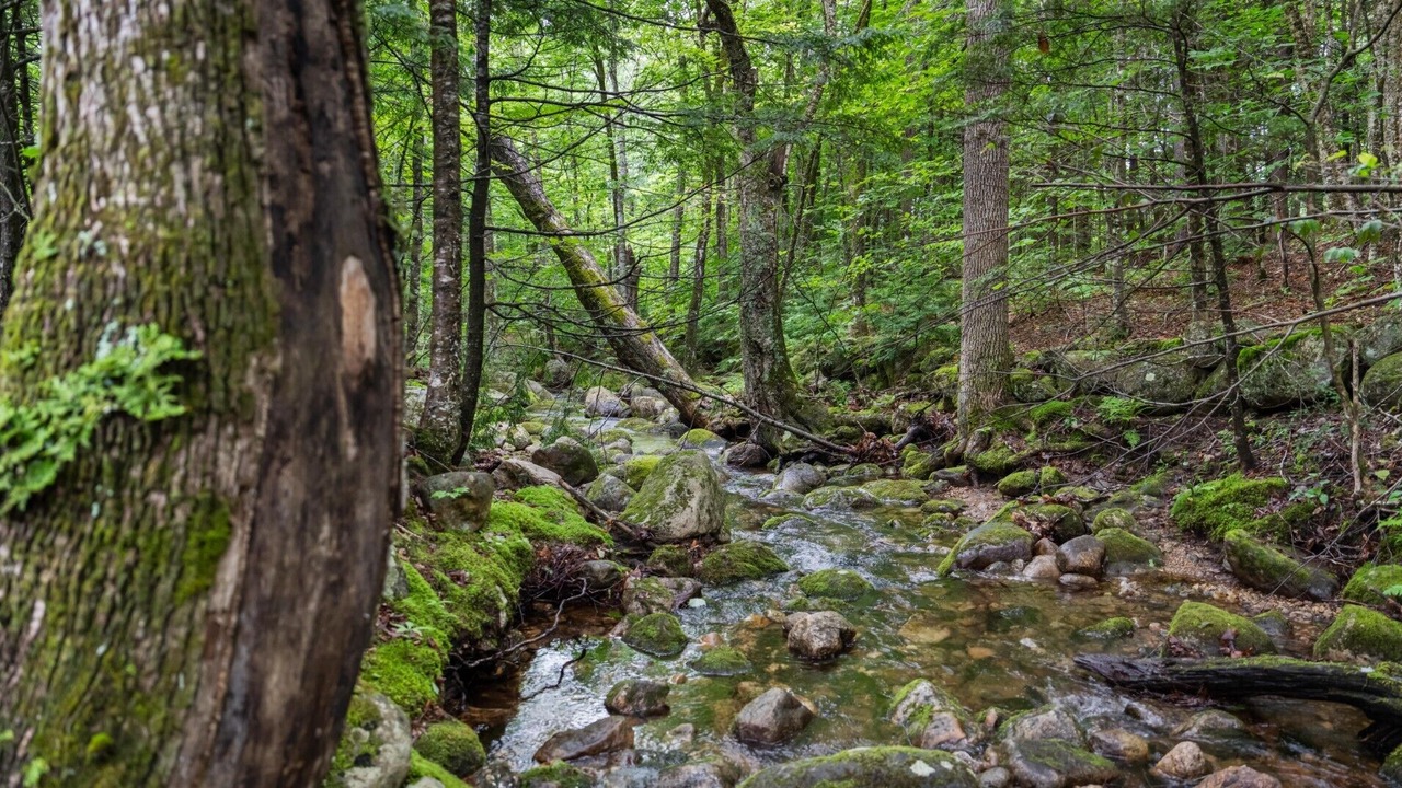 Photo of Outdoor in Stoneham