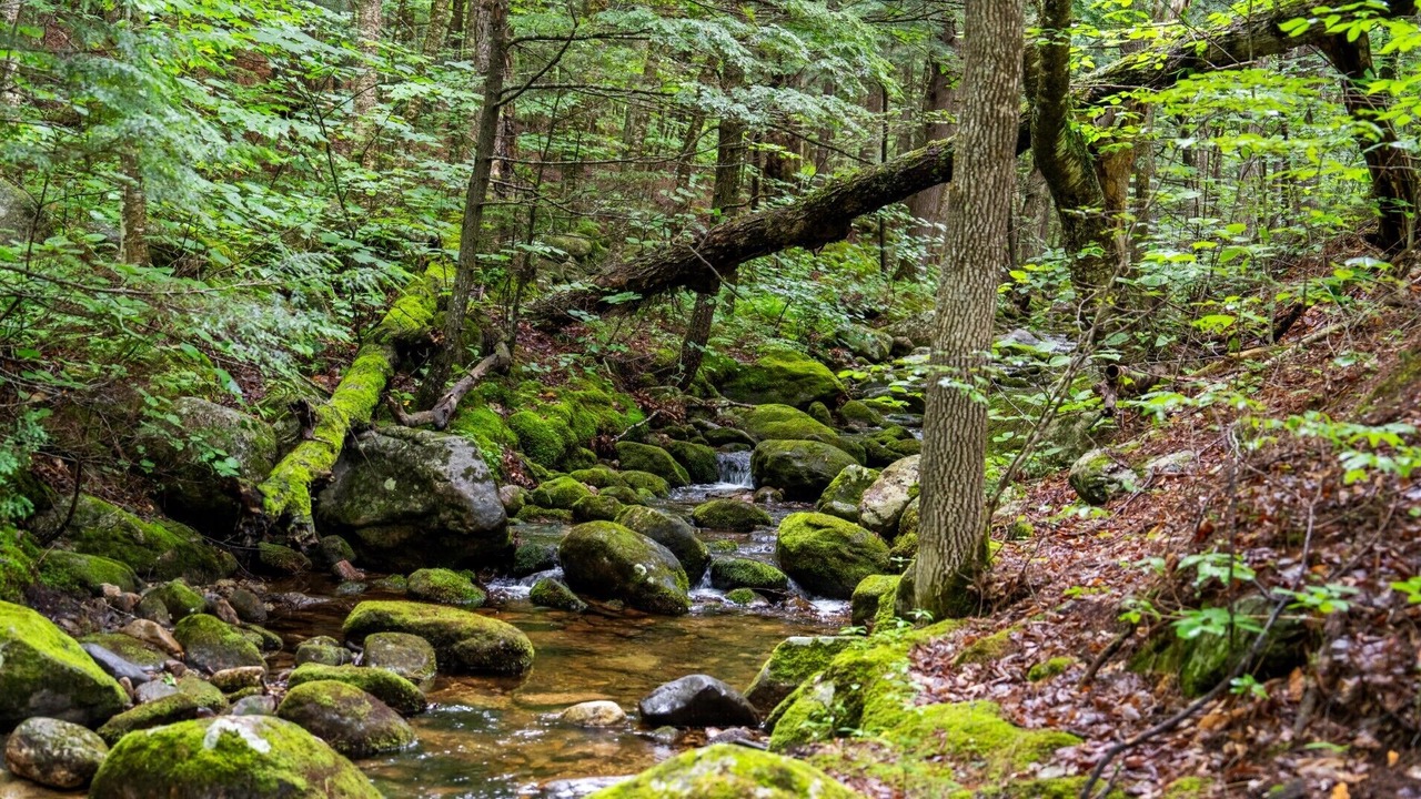 Photo of Outdoor in Stoneham