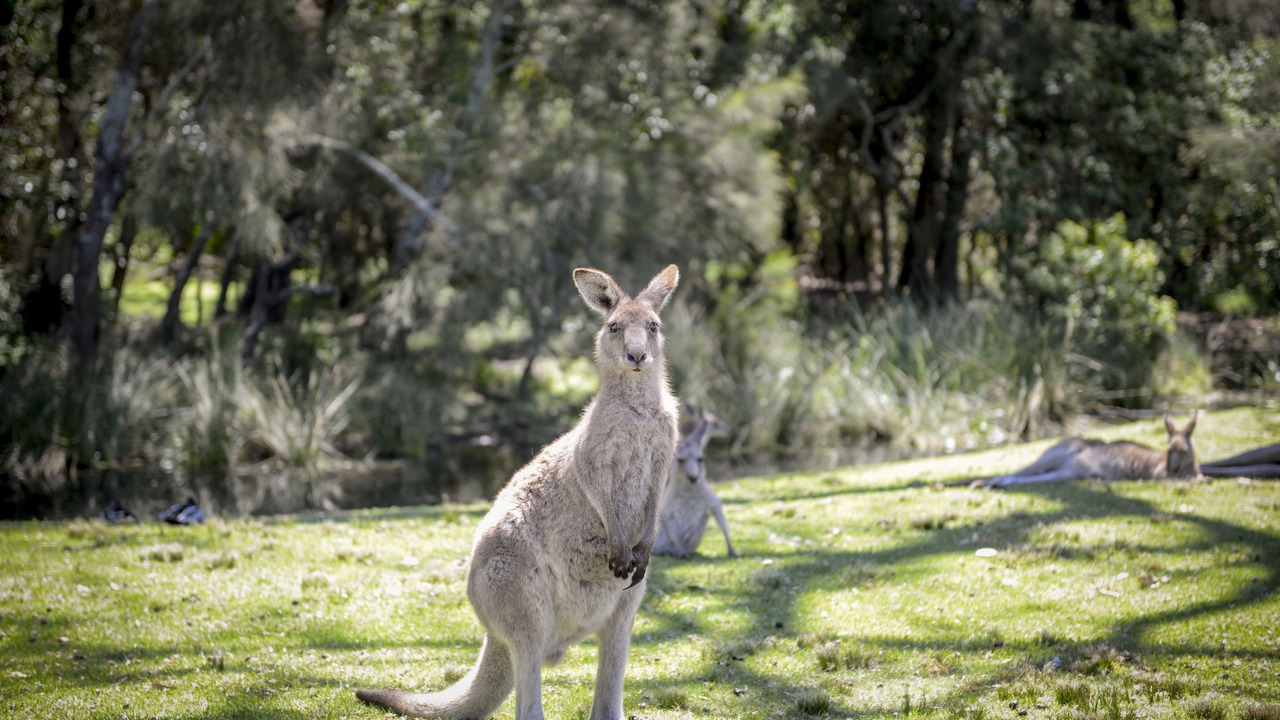 Photo of Outdoor in Kioloa
