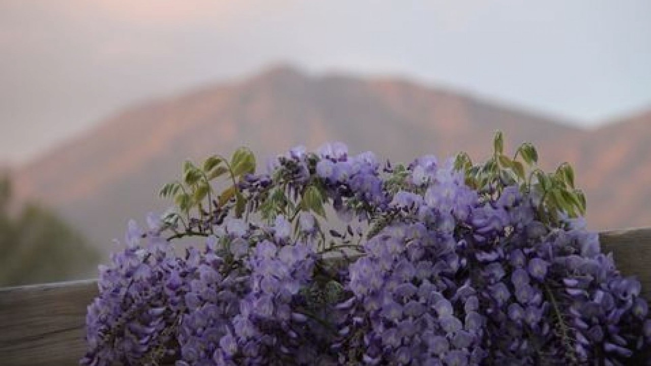 Photo of Outdoor in Roses
