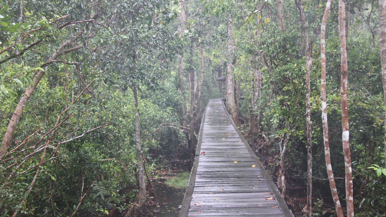 Photo of Others in Kumai