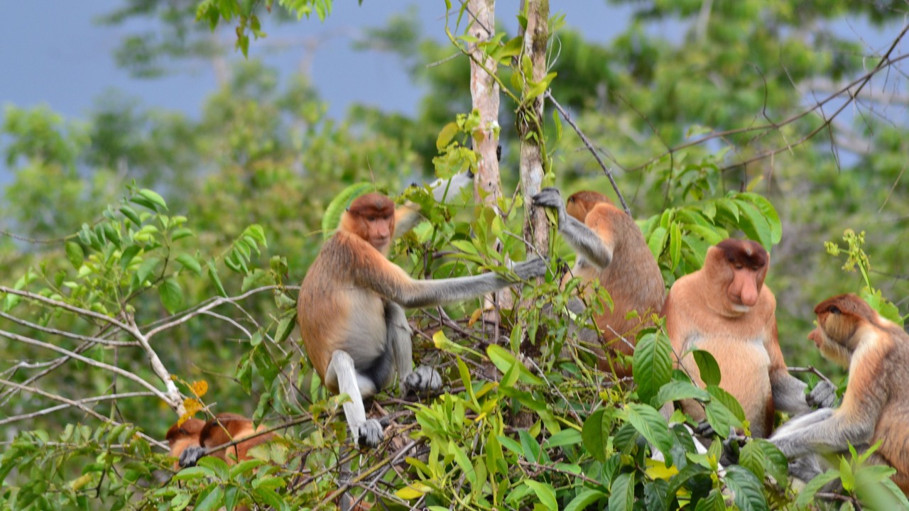 Photo of Others in Kumai