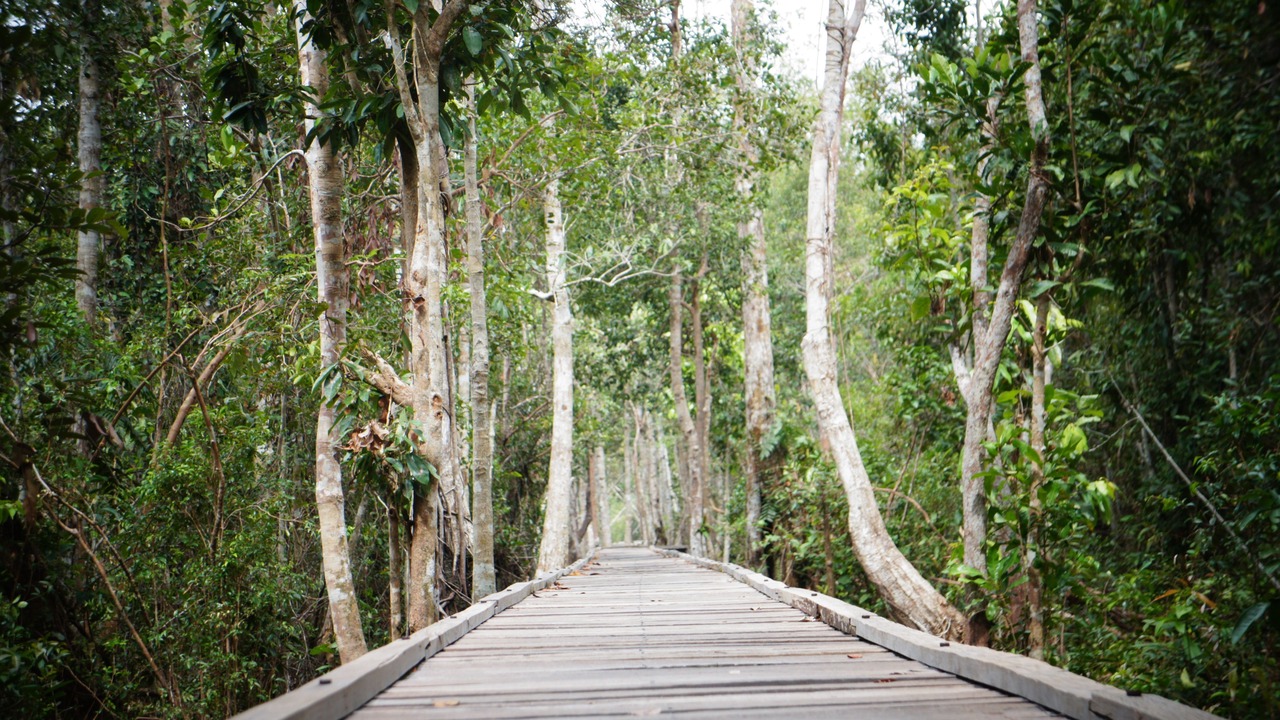 Photo of Others in Kumai