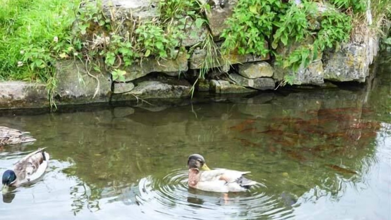 Photo of Others in Tissington