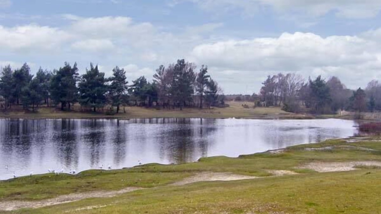 Photo of Others in New Forest District