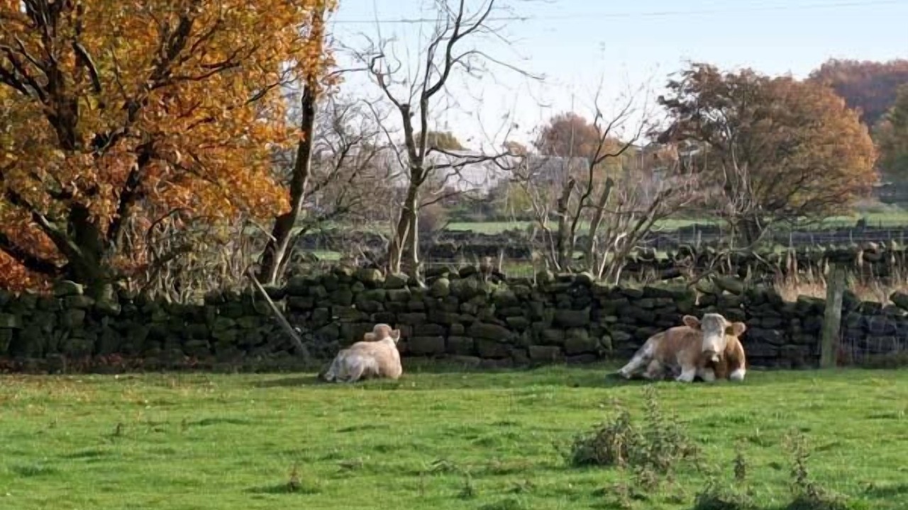 Photo of Others in Midhopestones