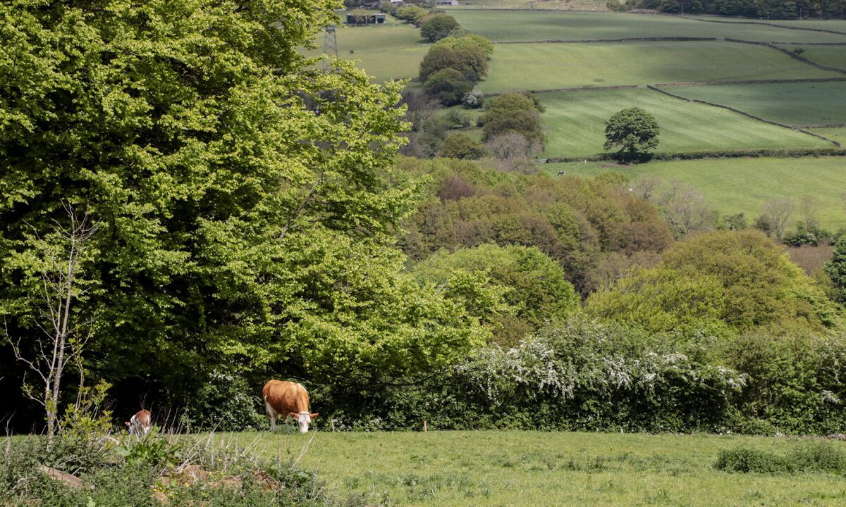 Photo of Others in Midhopestones