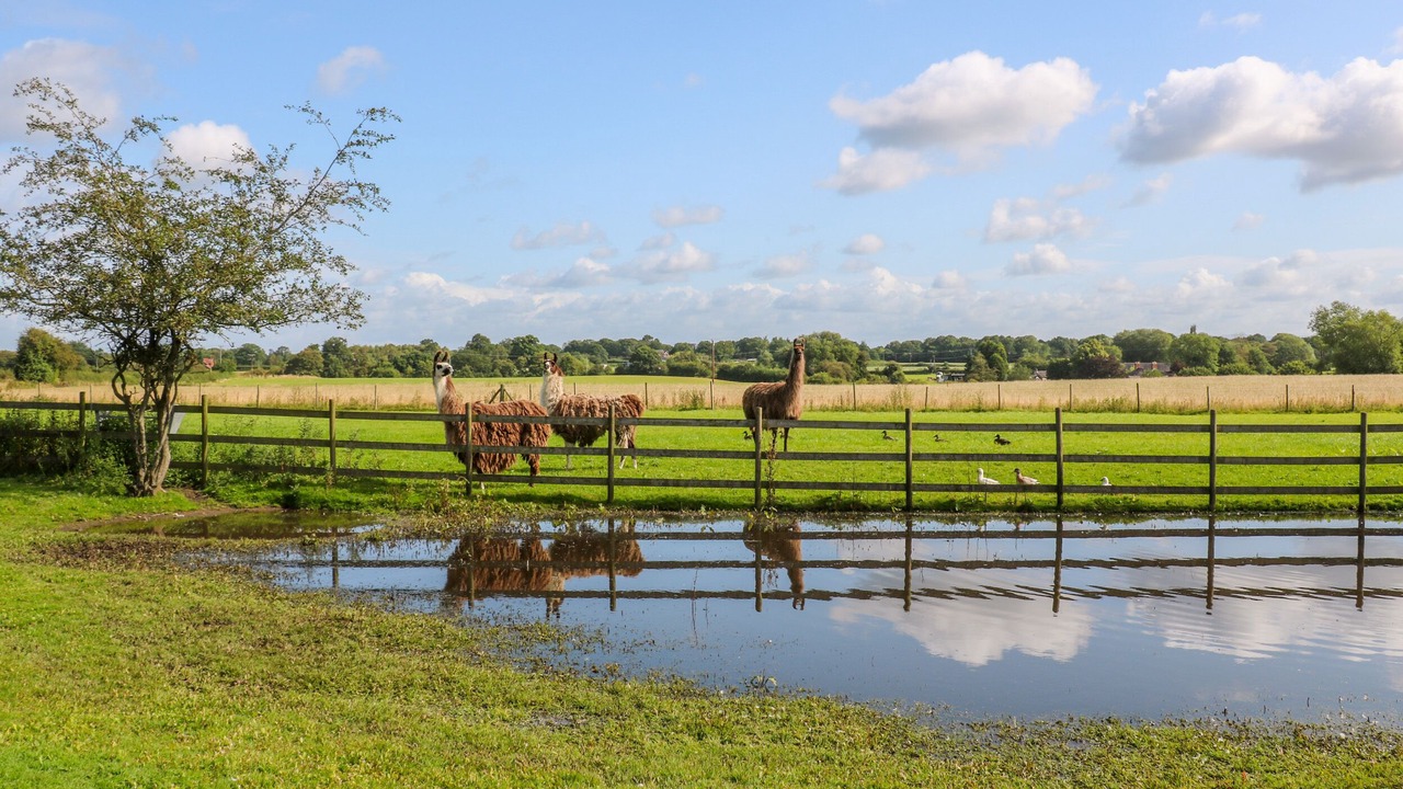 Photo of Others in Sandbach