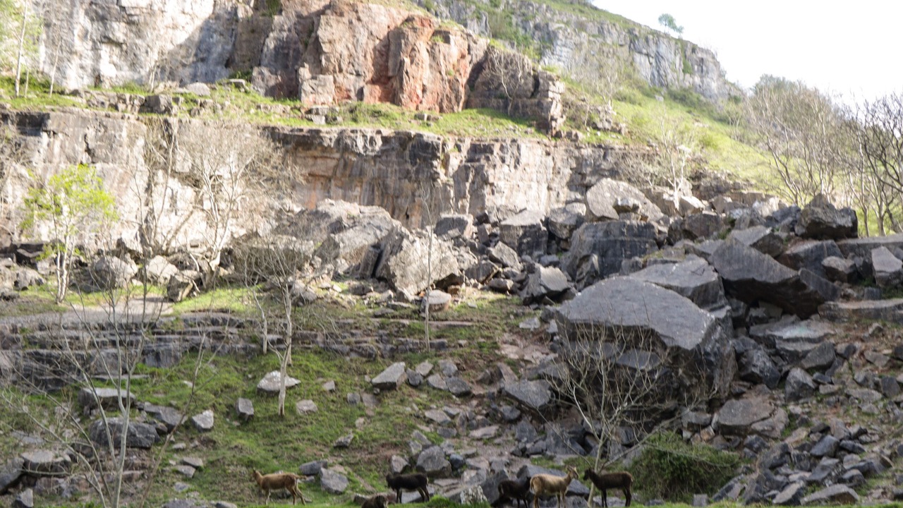 Photo of Others in Westbury-sub-Mendip