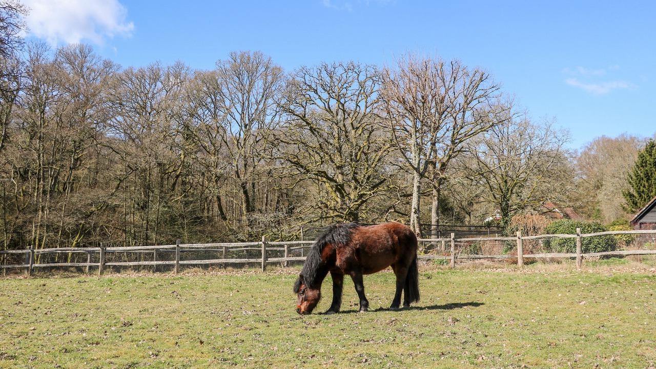 Photo of Others in Haslemere