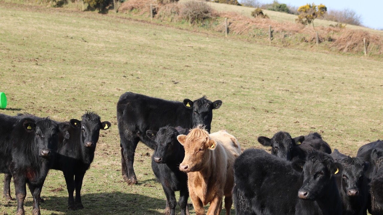 Photo of Others in St. Neot