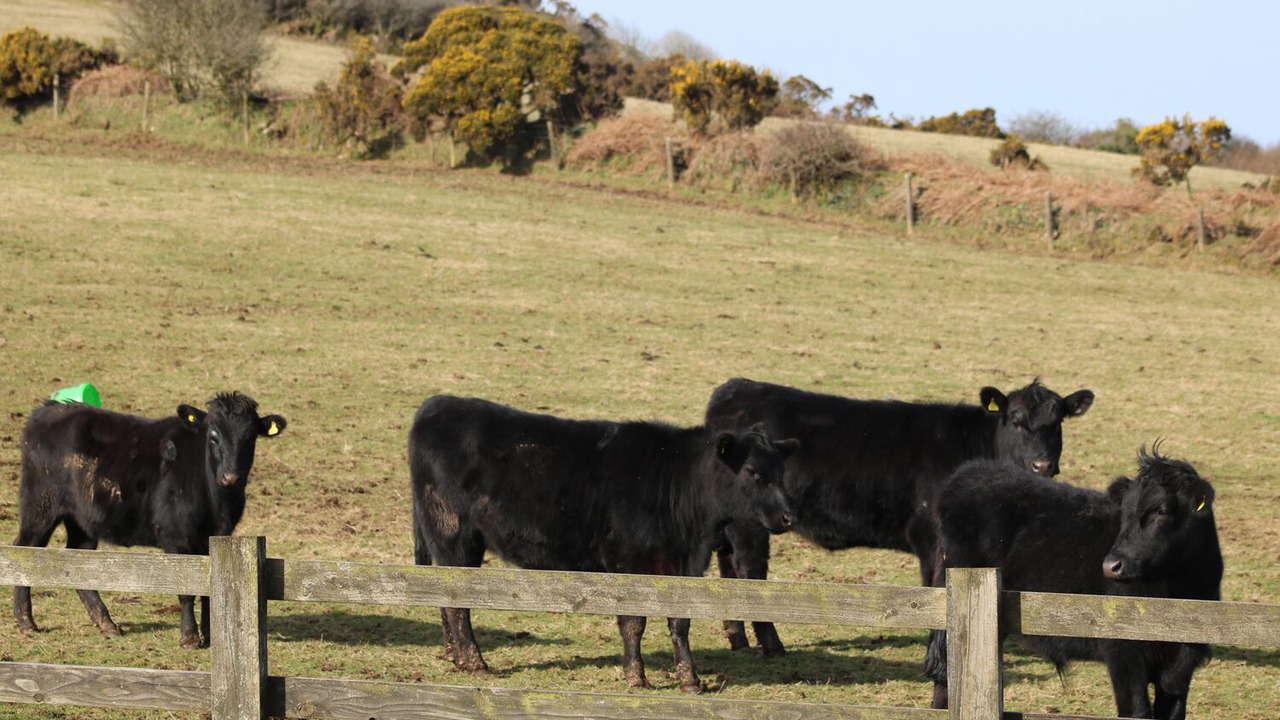 Photo of Others in St. Neot