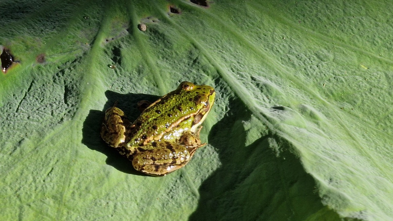 Photo of Outdoor in Comberjon
