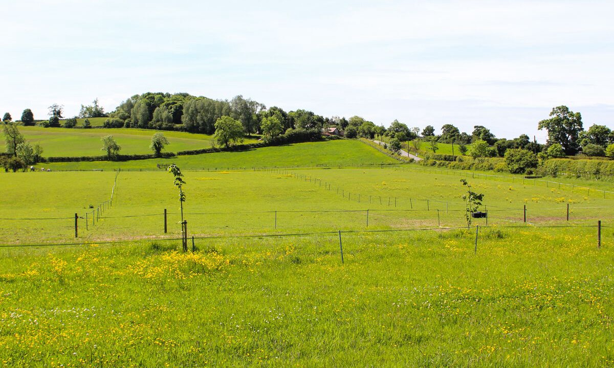 Photo of Others in East Norton