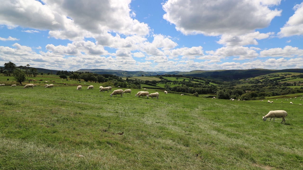Photo of Others in Rhayader