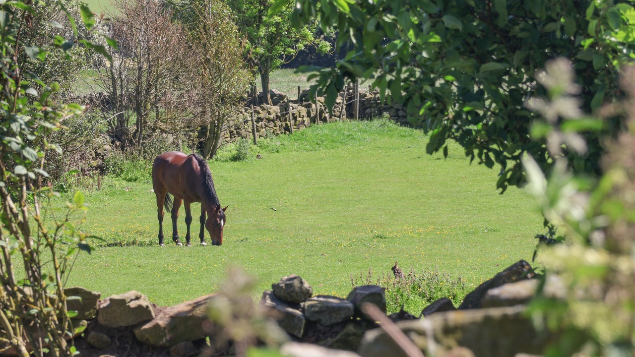 Photo of Others in Great Fryup Dale