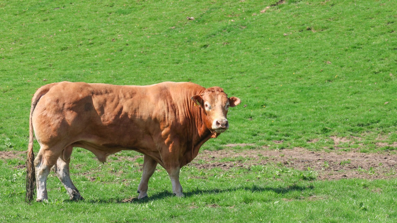 Photo of Others in Great Fryup Dale