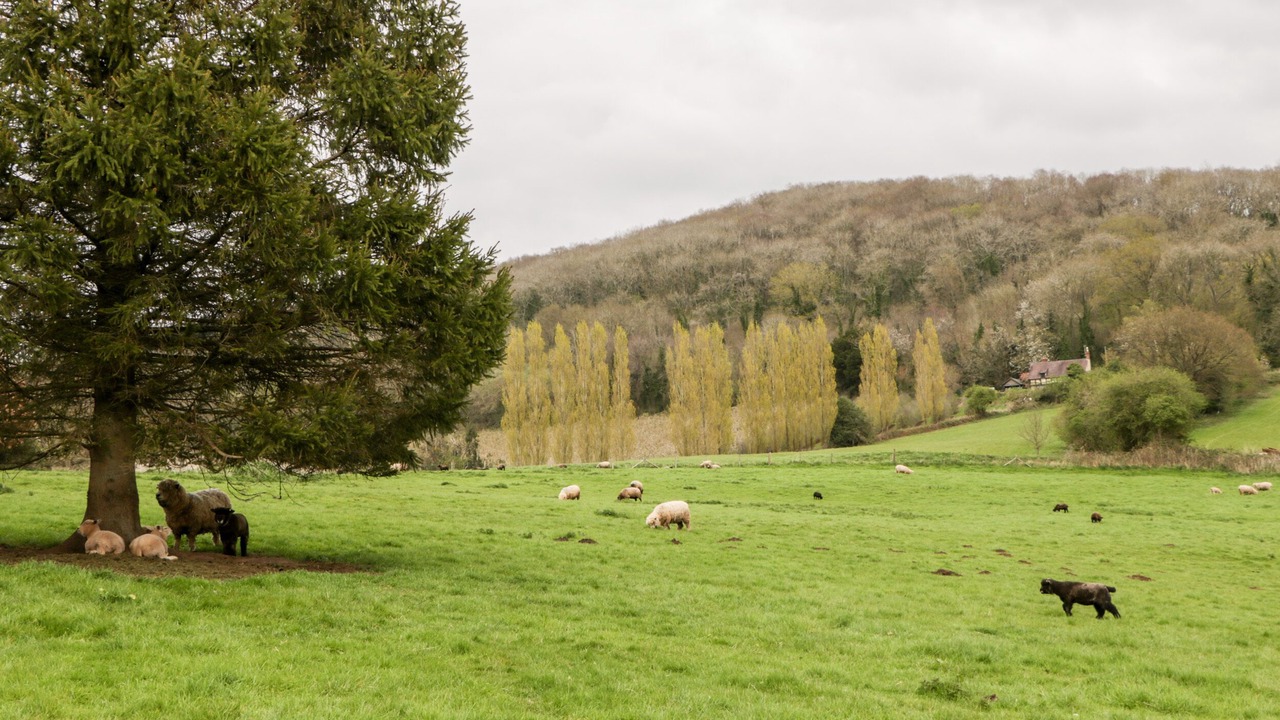Photo of Others in Ledbury