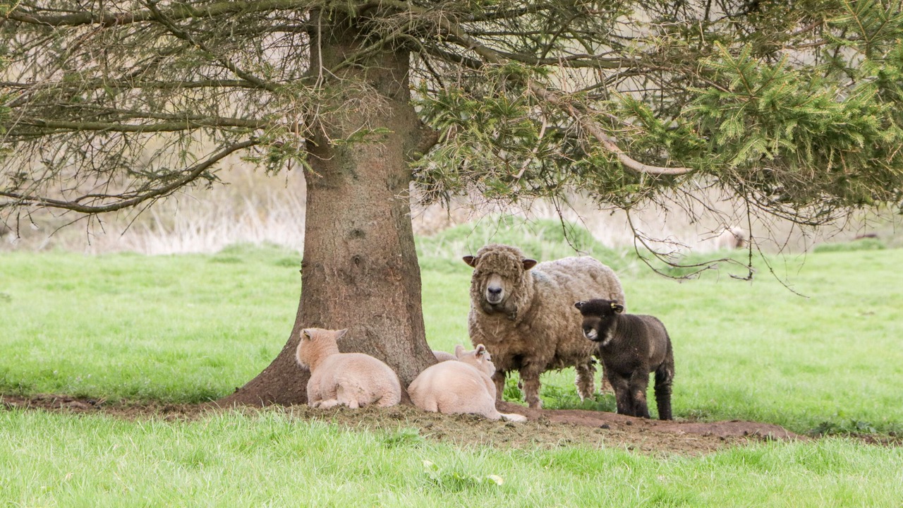 Photo of Others in Ledbury