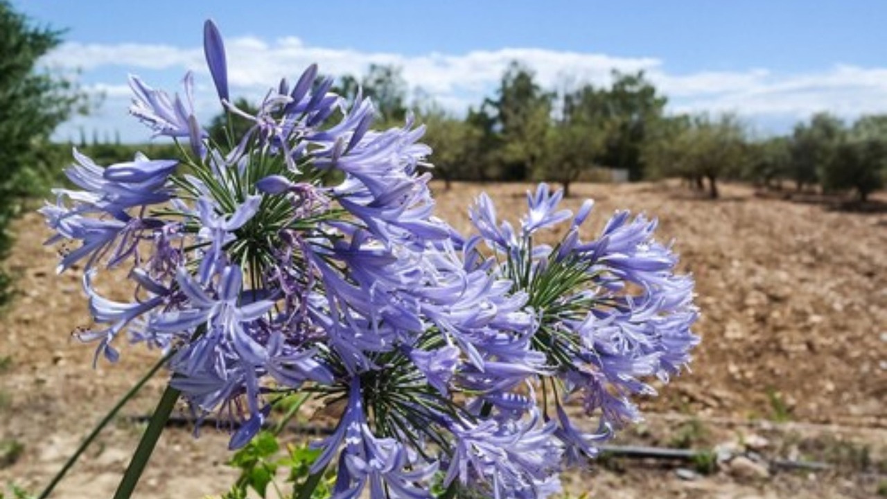 Photo of Outdoor in Les Hauts de Canet