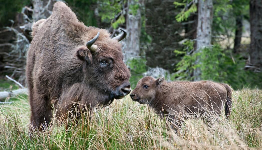 Photo of Others in Mende