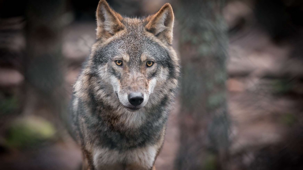 Photo of Others in Mende