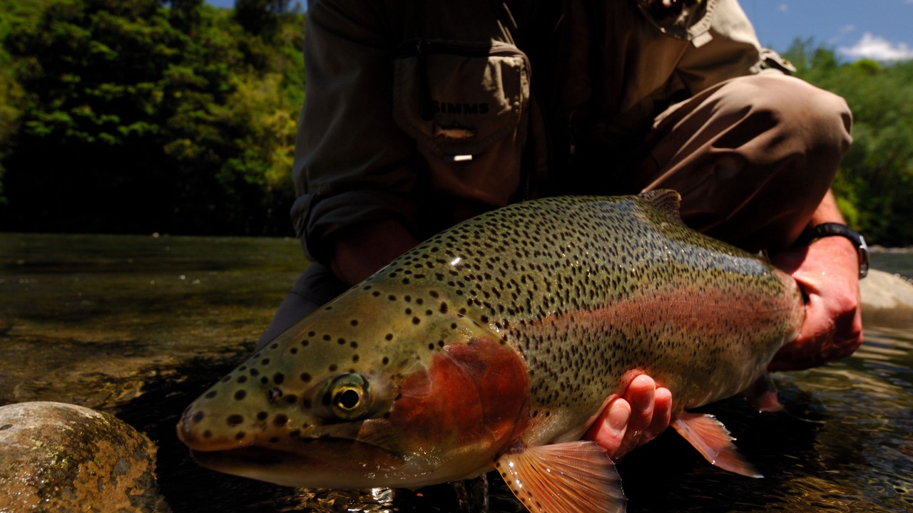 Photo of Others in Turangi