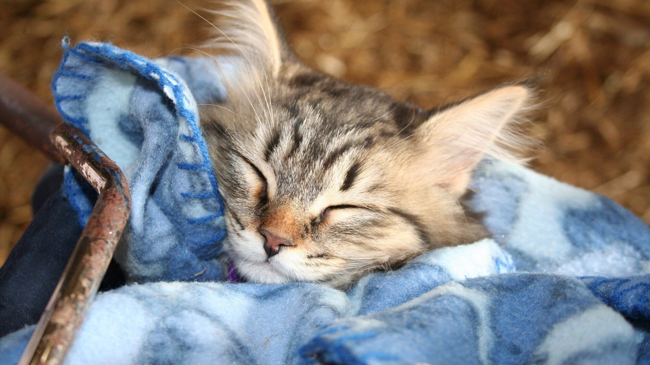 Photo of Others in Borkop