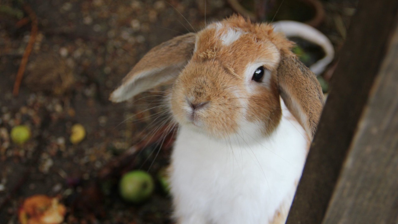 Photo of Outdoor in Borkop