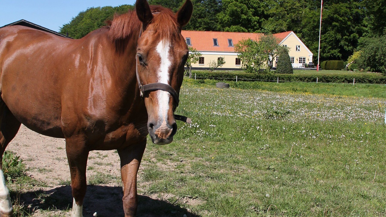 Photo of Outdoor in Borkop
