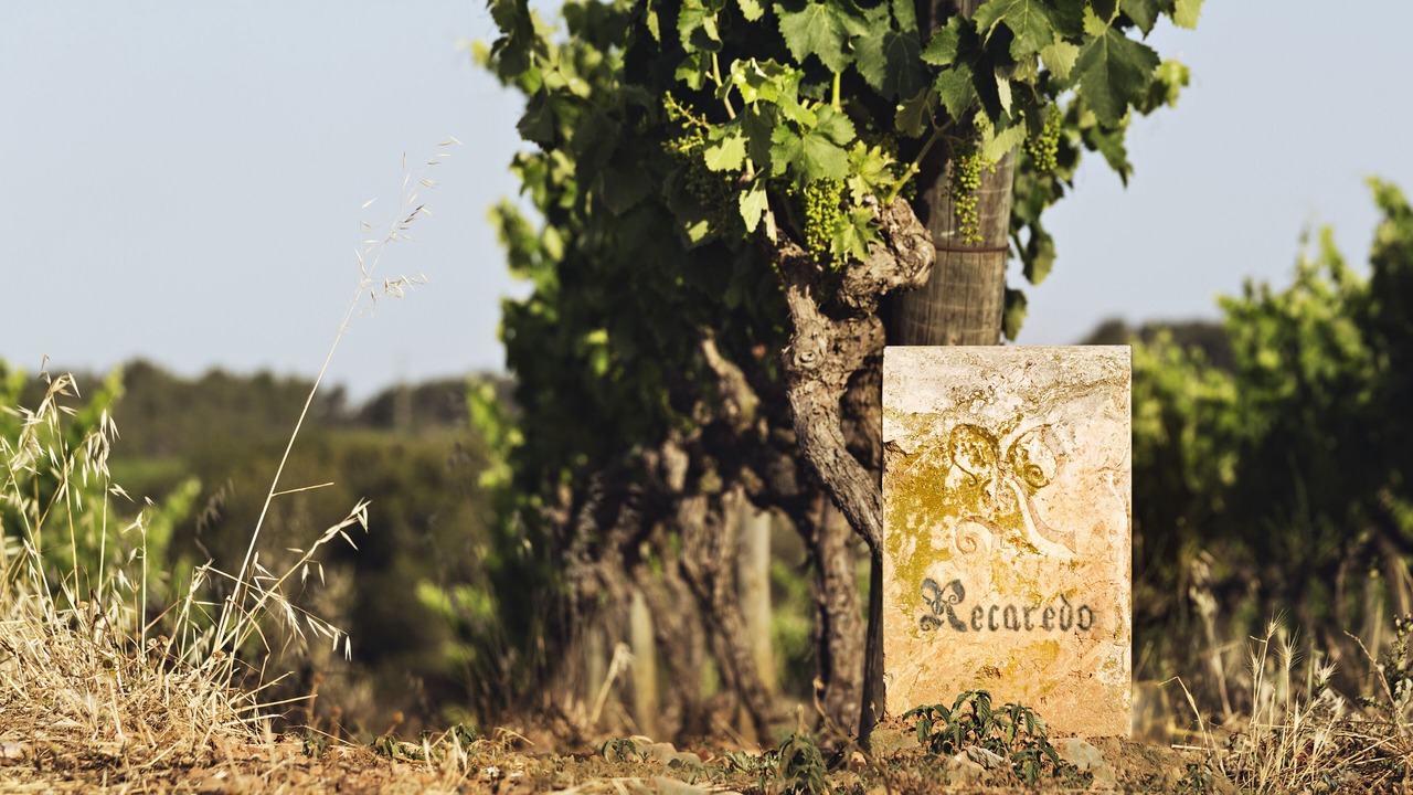 Photo of Others in Vilafranca del Penedes