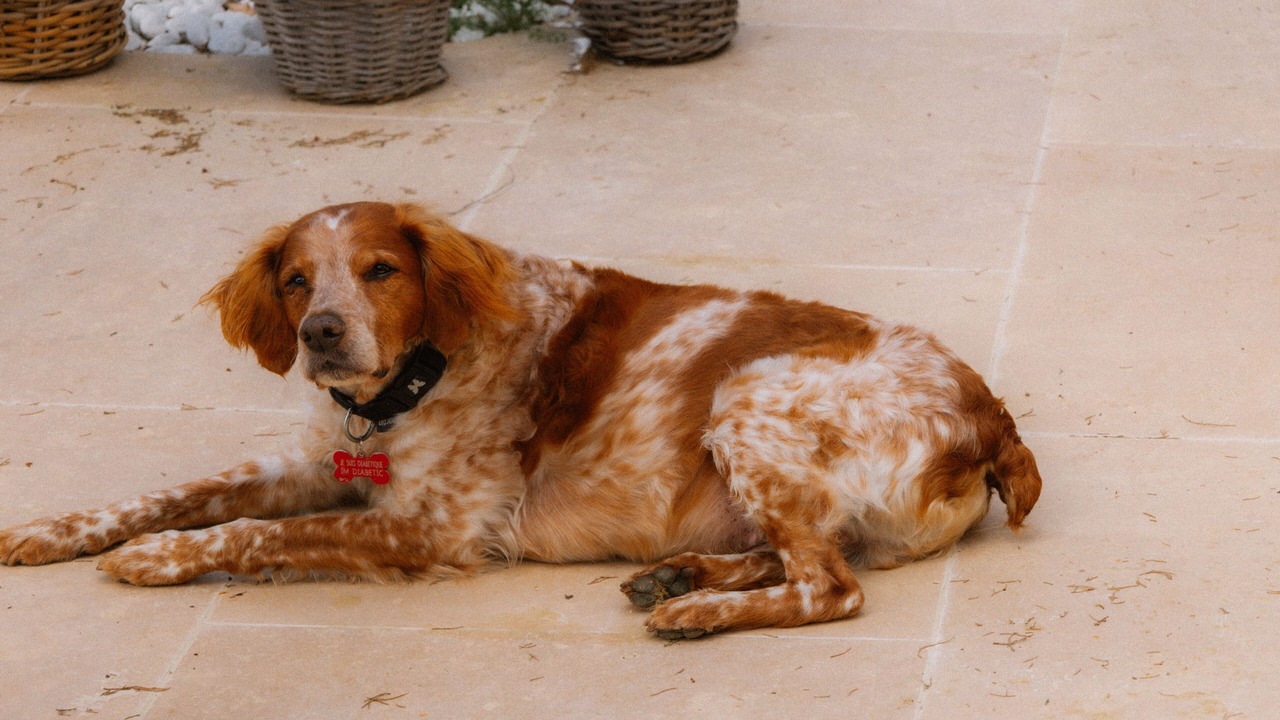 Photo of Outdoor in Saint-Paul-de-Vence