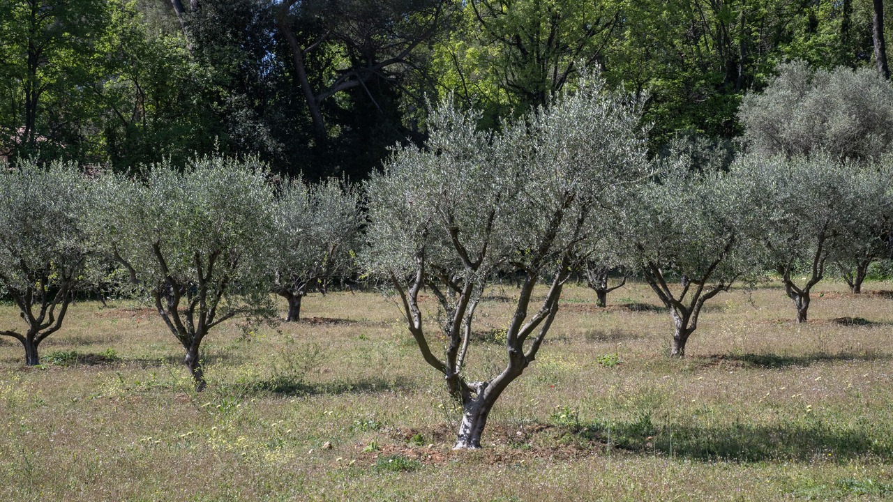 Photo of Outdoor in Saint-Paul-de-Vence
