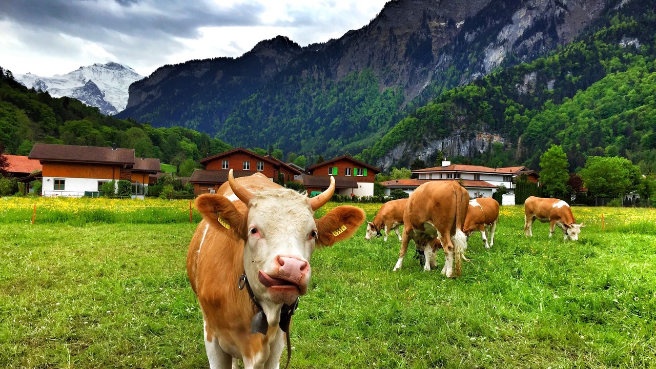 Photo of Outdoor in Wilderswil