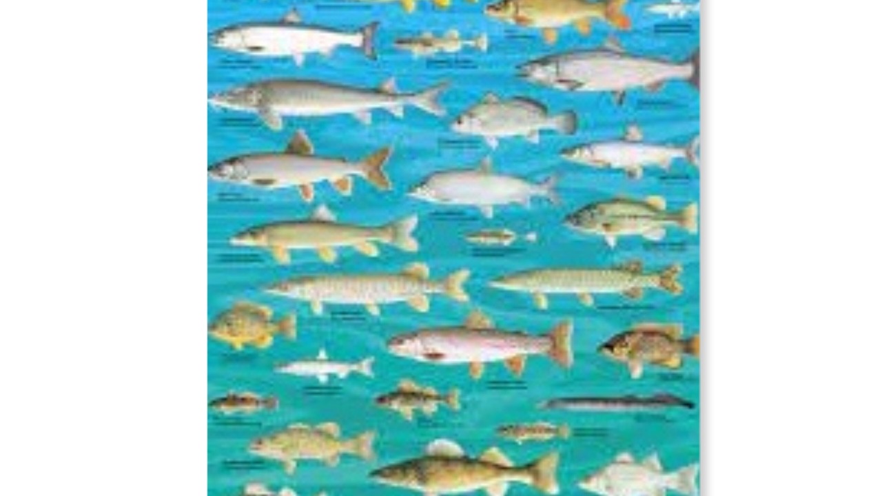 Photo of Others in Oswego