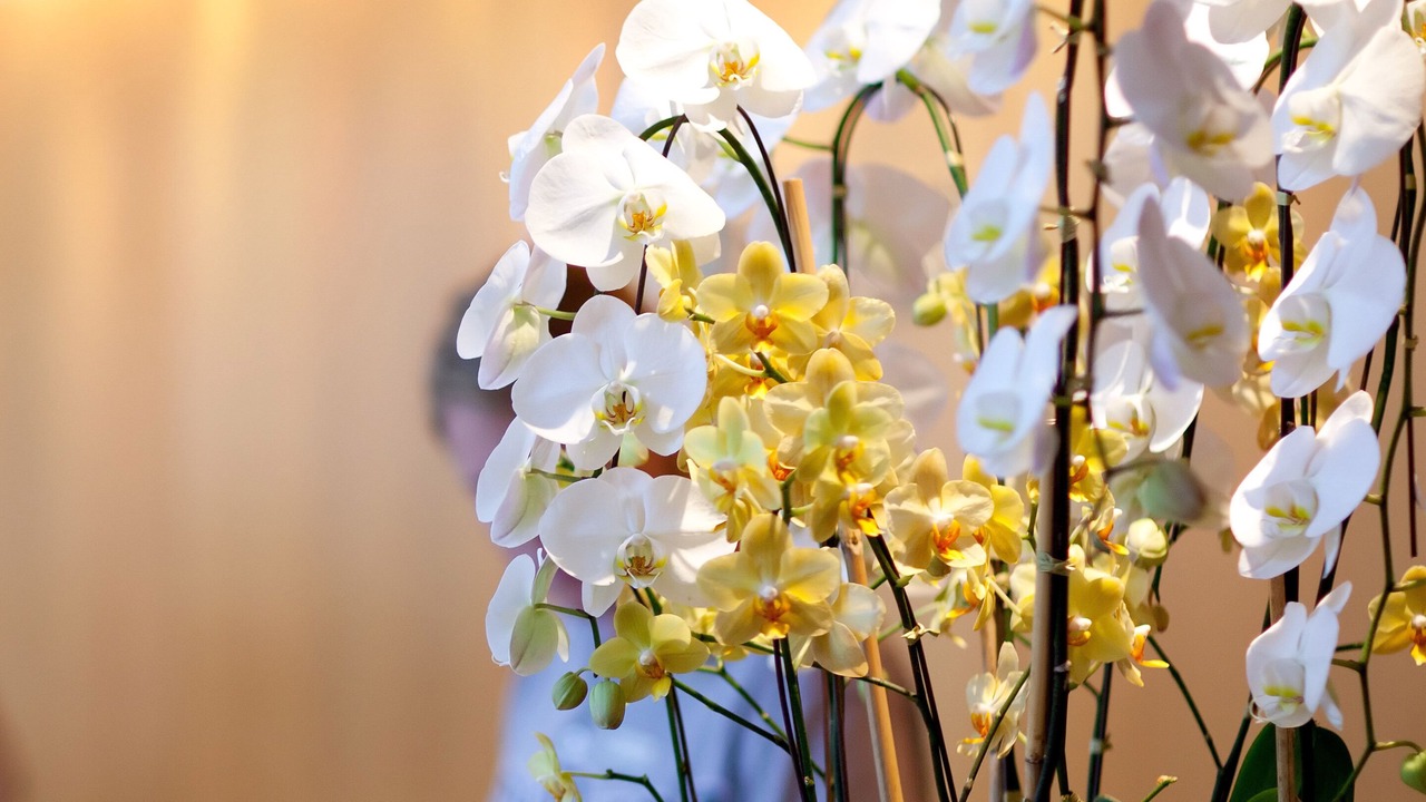 Photo of Others in Lynden