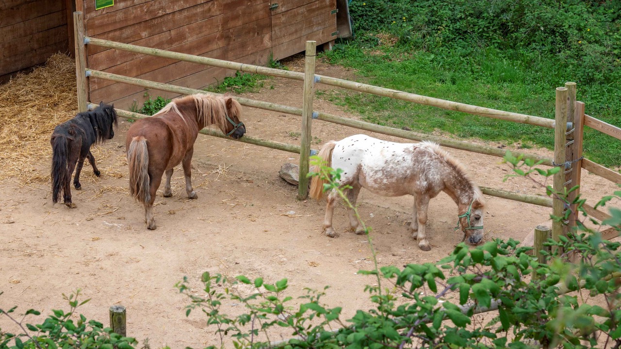 Photo of Others in Sant Hilari Sacalm