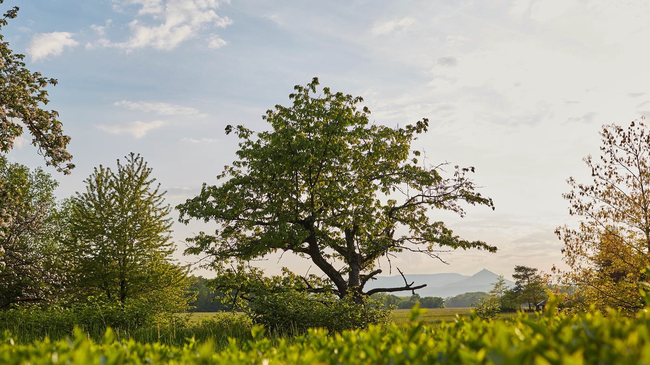 Photo of Outdoor in Selestat