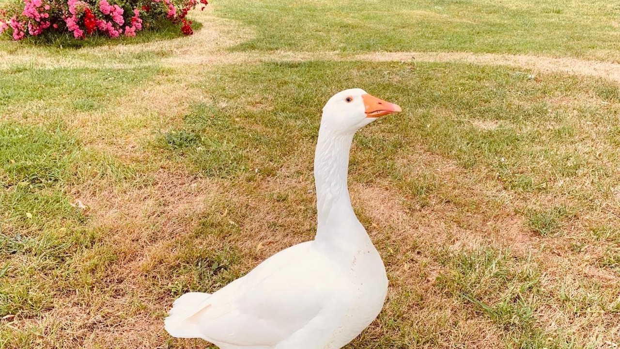 Photo of Outdoor in Roullet-Saint-Estephe